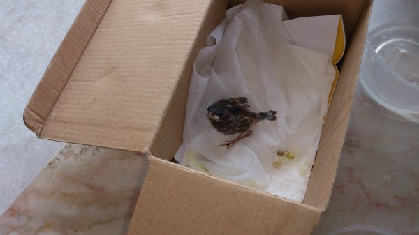 looking good, getting use to the surroundings