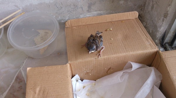 getting stronger and healthier, managed to jump out from the box.